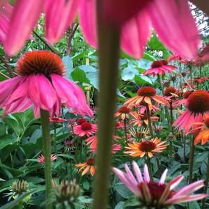 Meet your Posher, Jane